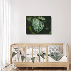 Obraz na szkle - krople na liściu (70x50 cm)