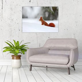 Obraz na szkle wiewiórki (70x50 cm)