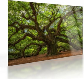 Obraz na szkle - Zielone drzewo (70x50 cm)