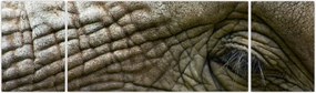 Obraz - Zbliżenie na stare oko słonia (170x50 cm)