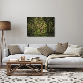 Obraz na szkle drzewa (70x50 cm)