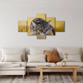 Obraz kota na kanapie (125x70 cm)