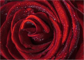 Obraz - Czerwona róża z kroplami rosy (70x50 cm)