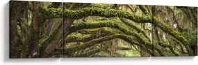 Obraz - Oaks Avenue, Charleston, Karolina Południowa, USA (170x50 cm)