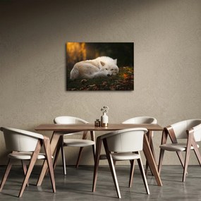 Obraz - Odpoczywający wilk (70x50 cm)
