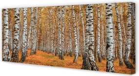 Obraz drukowany na płótnie Jesienne Drzewa