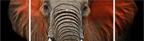 Obraz - Słonie z Tsavo (170x50 cm)