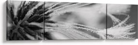 Obraz - Makro, czarno - biały (170x50 cm)