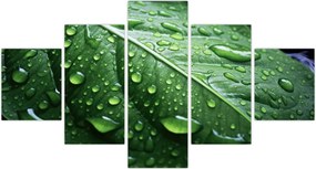 Obraz - Szczegół liścia po deszczu (125x70 cm)