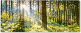 Foto obraz szkło akryl Las w słońcu