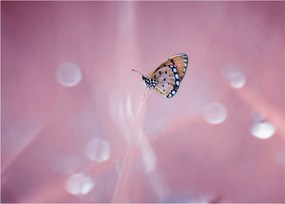 Obraz na szkle - Motyl (70x50 cm)
