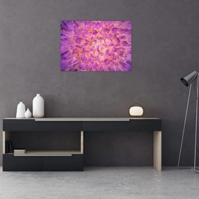 Obraz na szkle - szczegółowy obraz kwiatu (70x50 cm)