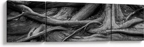 Obraz - Korzenie drzewa (170x50 cm)
