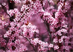 Obraz na szkle - Różowa sakura (70x50 cm)