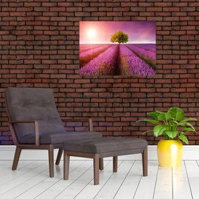 Obraz na szkle pola z lawendą (70x50 cm)