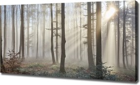 Duży Foto obraz na płótnie Mgła w lesie