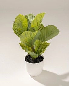 Dekoracja Kalatea w doniczce 35 cm