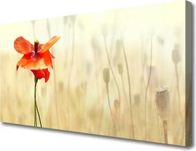 Obraz canvas Maki w Letnim Słońcu