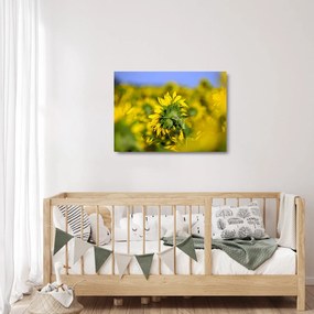 Obraz na szkle słonecznika (70x50 cm)