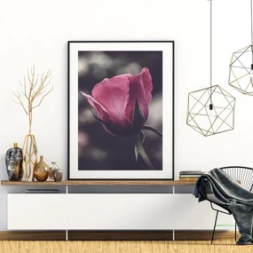 Plakat - Kwiat róży (A4)