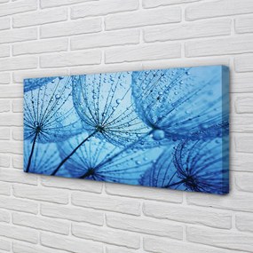 Obraz drukowany na płótnie Puszyste Dmuchawce z Rosą