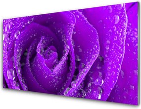 Panel Kuchenny Aksamitna Róża W Rozkwicie