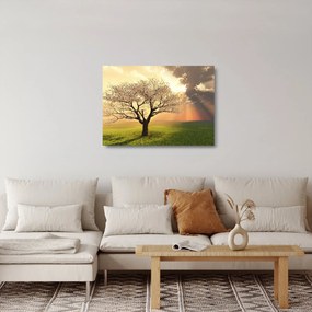 Obraz na szkle drzewa na łące (70x50 cm)