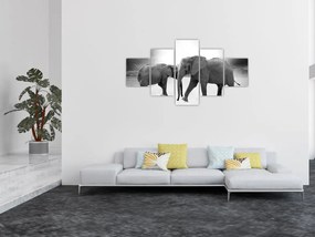 Obraz - czarno - białe słonie (125x70 cm)