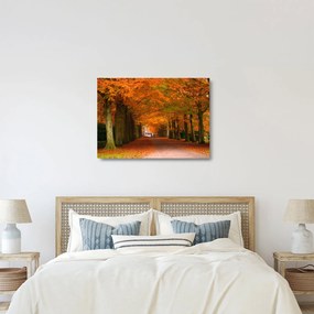 Obraz na szkle - Aleja drzew jesienią (70x50 cm)