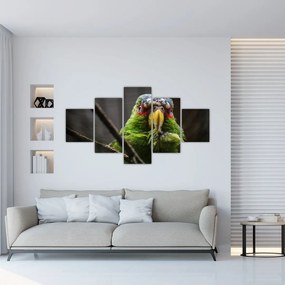 Obraz papugi (125x70 cm)