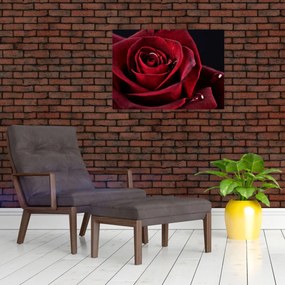 Obraz - Czerwona róża (70x50 cm)