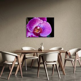 Obraz na szkle - zbliżenie kwiatu orchidei (70x50 cm)