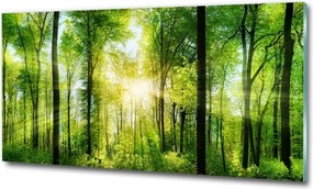 Foto obraz szkło hartowane Las w słońcu
