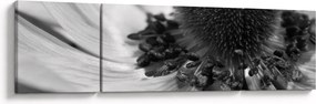 Obraz - Kwiat w czerni i bieli (170x50 cm)
