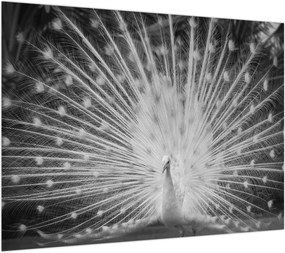 Obraz na szkle - Biały paw (70x50 cm)