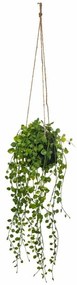 Sztuczny kwiat w doniczce Peperomia, wiszący, Ø 18 x 62 cm