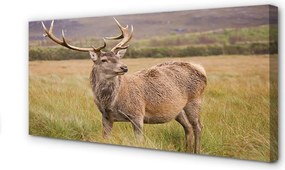Zdjęcie na płótnie Samotny Jeleń na Polu
