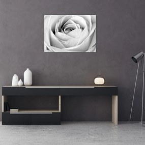 Obraz - Detal kwiatu róży (70x50 cm)