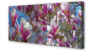 Fotoobraz na płótnie Drzewa Magnolii