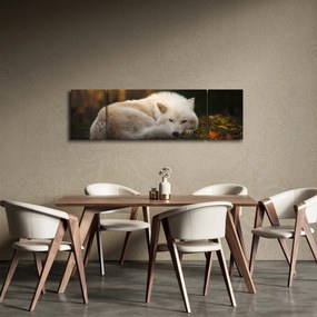 Obraz - Odpoczywający wilk (170x50 cm)