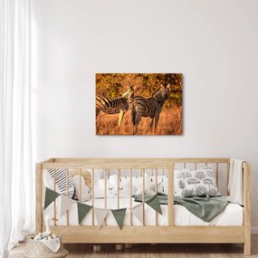 Obraz zebr (70x50 cm)