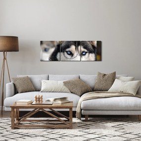 Obraz psa husky (z zegarem) (90x30 cm)