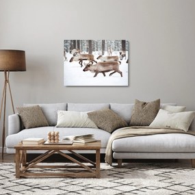 Obraz na szkle - Renifer (70x50 cm)