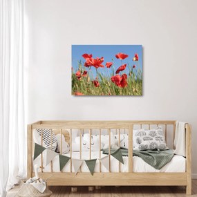 Obraz na szkle - Maki (70x50 cm)