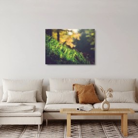 Obraz na szkle mchu z grzybem (70x50 cm)