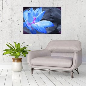 Obraz na szkle szczegółu kwiatu (70x50 cm)