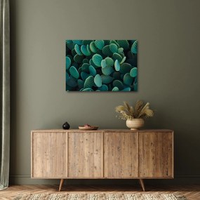 Obraz - Opuncja (70x50 cm)