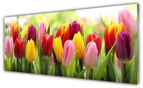 Panel Szklany Tulipany Kwiaty Natura