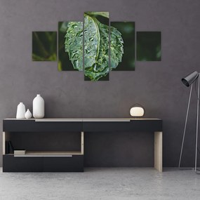 Obraz - krople na liściu (125x70 cm)