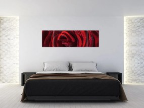 Obraz - Czerwona róża z kroplami rosy (170x50 cm)